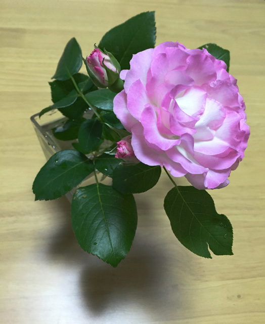 バラの花